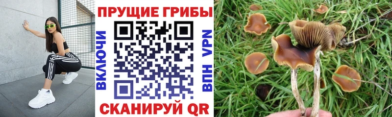 наркотики  Туран  Галлюциногенные грибы GOLDEN TEACHER 